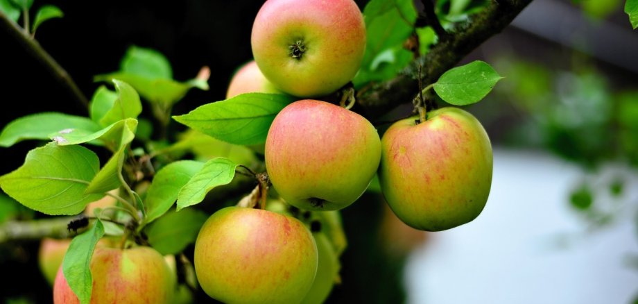 Sie sehen: Äpfel an einem Baum