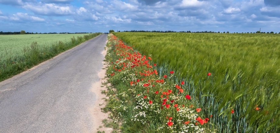 Sie sehen: blühende Bankette an einem Wirtschaftsweg