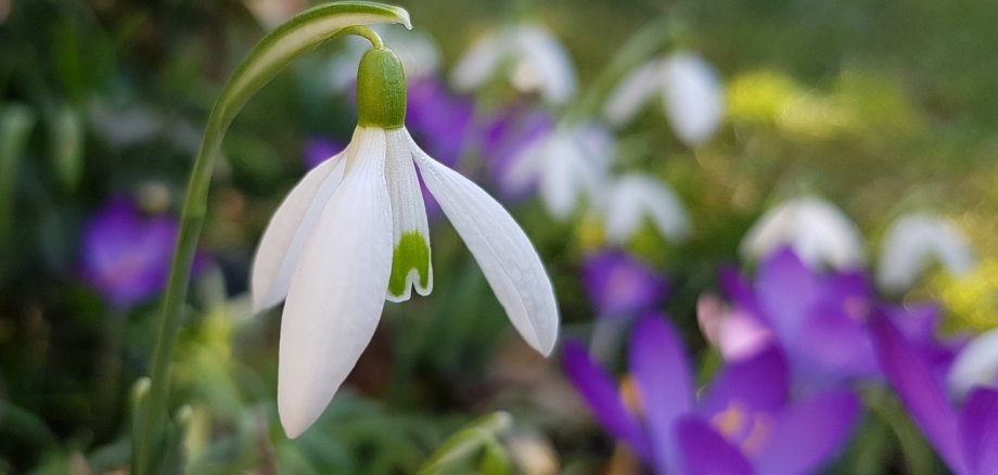 Sie sehen: Eine Schneeglöckchenblüte und im Hintergrund violette Krokusse