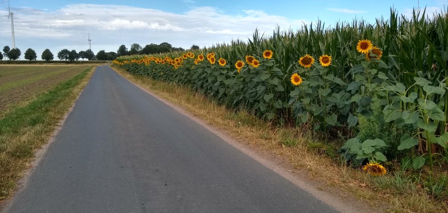 Sie sehen: Wirtschaftsweg mit Sonnenblumenstreifen am rand