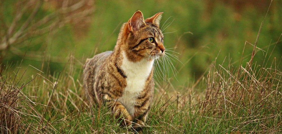 Sie sehen: eine Hauskatze in freier Wildbahn